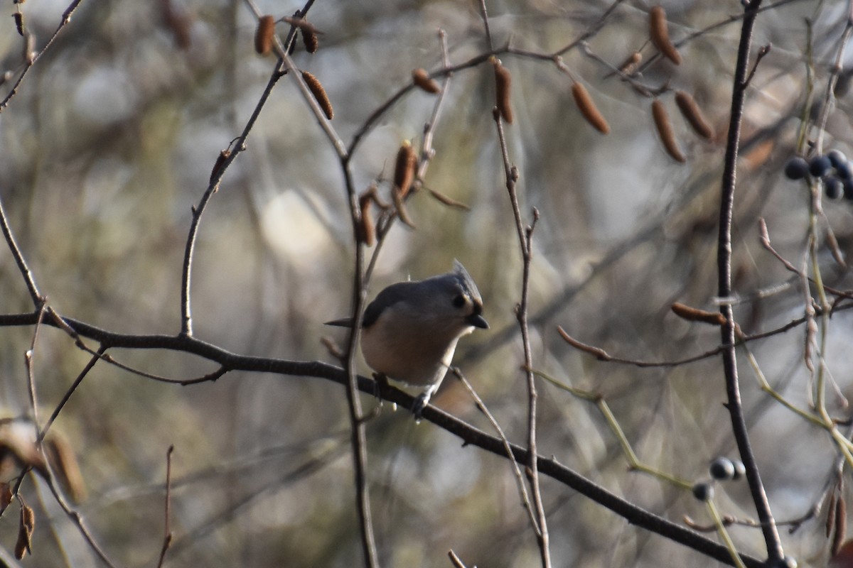 Американская гренадерка - ML646564882