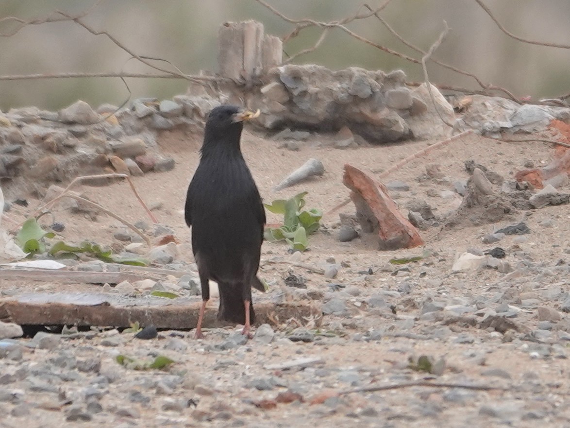 Spotless Starling - ML646564883