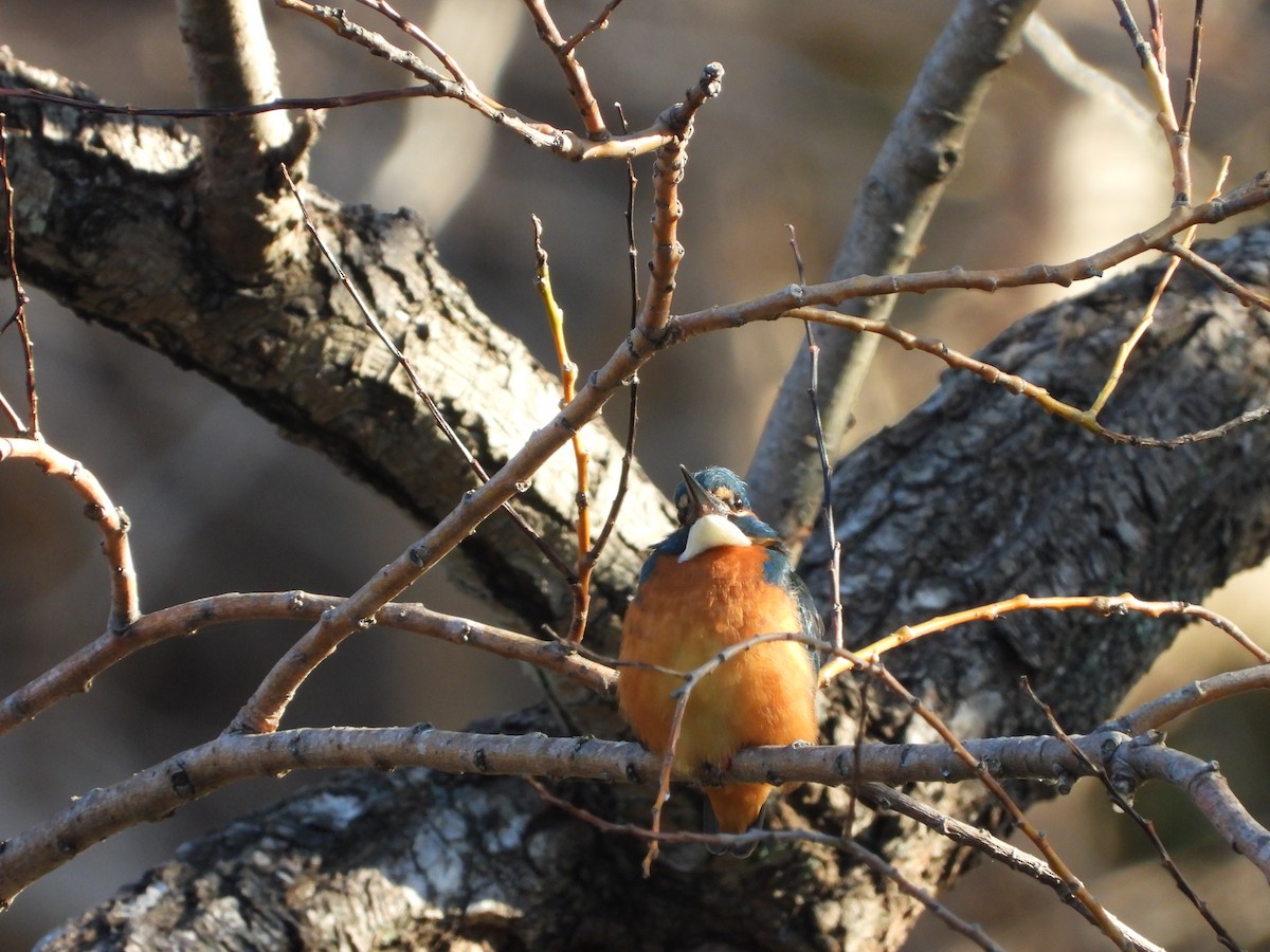 Martin arrantzalea - ML646564887