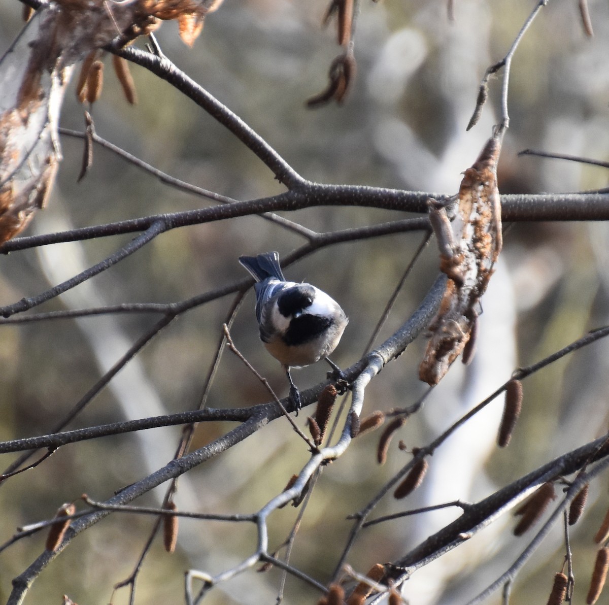 Black-capped Chickadee - ML646564888