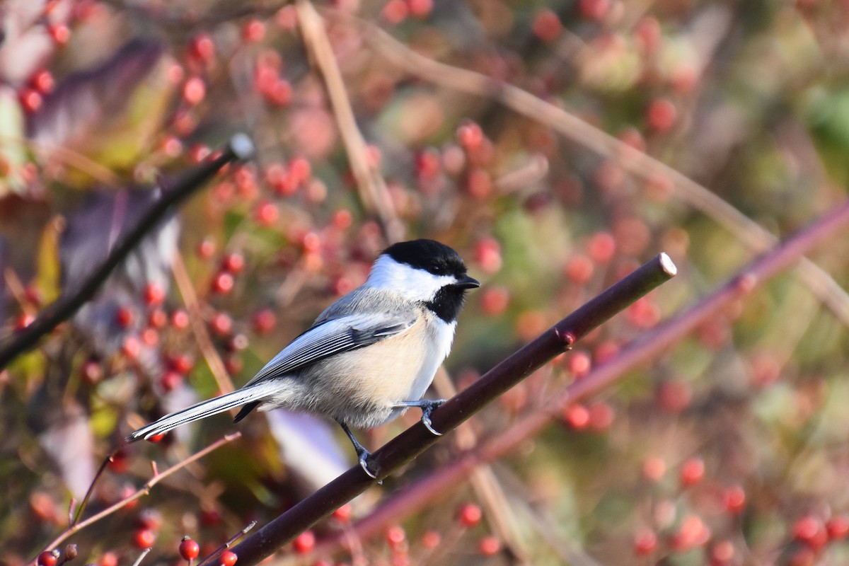 Black-capped Chickadee - ML646564889