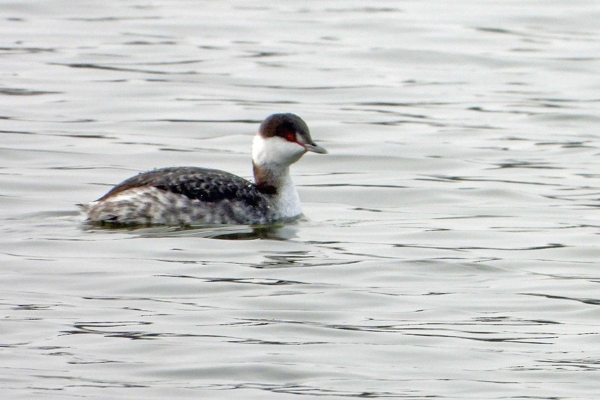 Horned Grebe - ML646564890