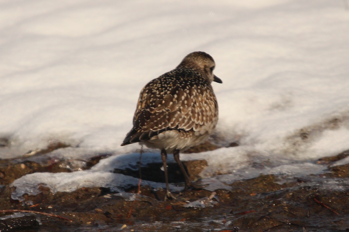 American Golden-Plover - ML646564891