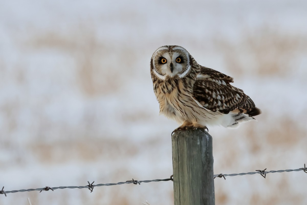 Short-eared Owl - ML646564892