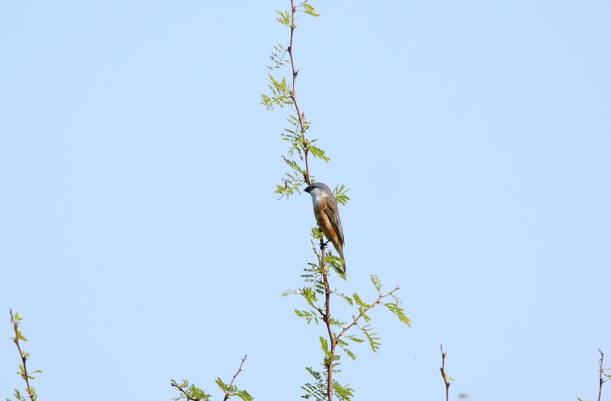 Marsh Seedeater - ML646564893