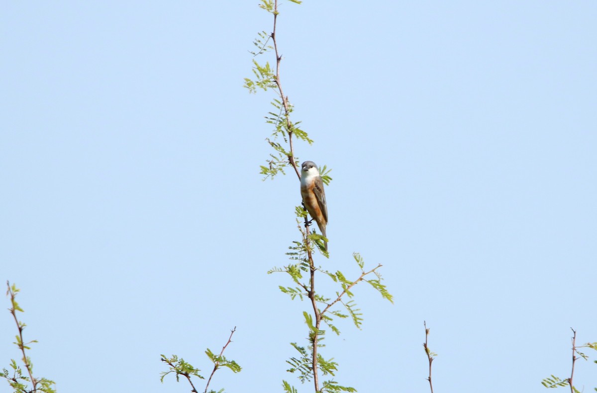 Marsh Seedeater - ML646564896