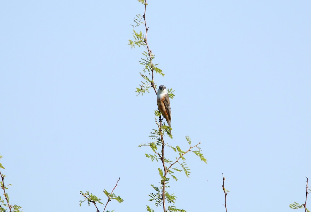 Marsh Seedeater - ML646564897