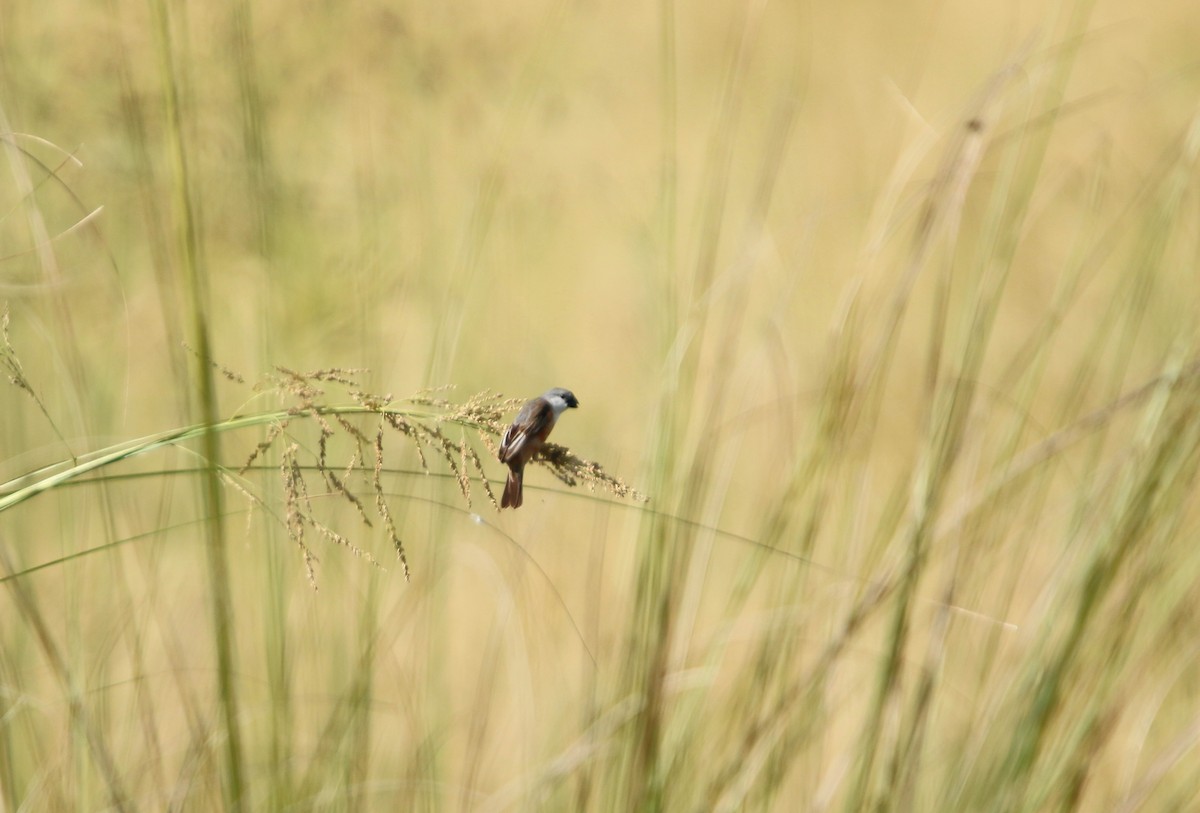 Marsh Seedeater - ML646564898