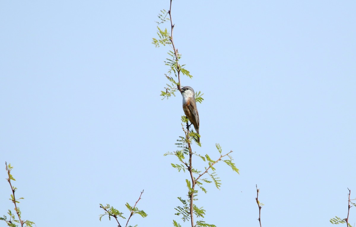Marsh Seedeater - ML646564899