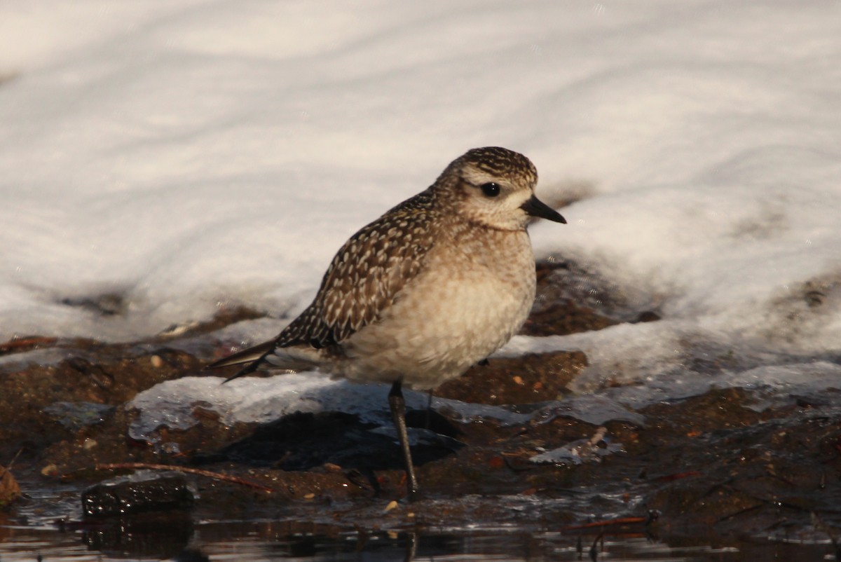 American Golden-Plover - ML646564900
