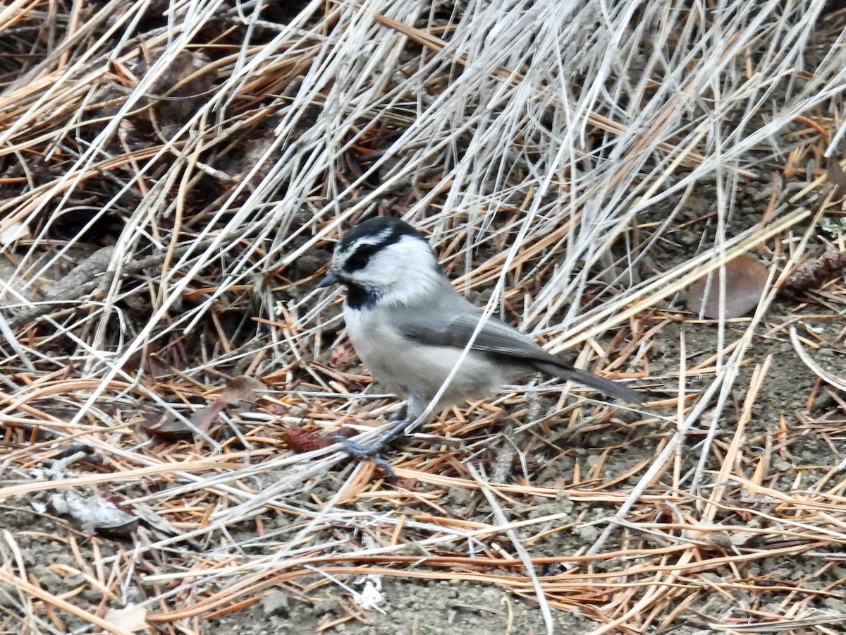 Gambel Baştankarası - ML646564901