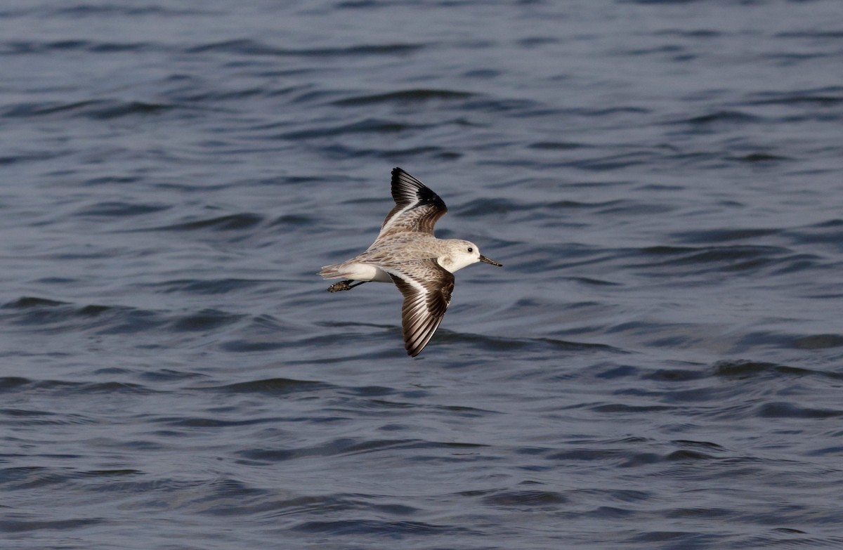 Sanderling - ML646564902