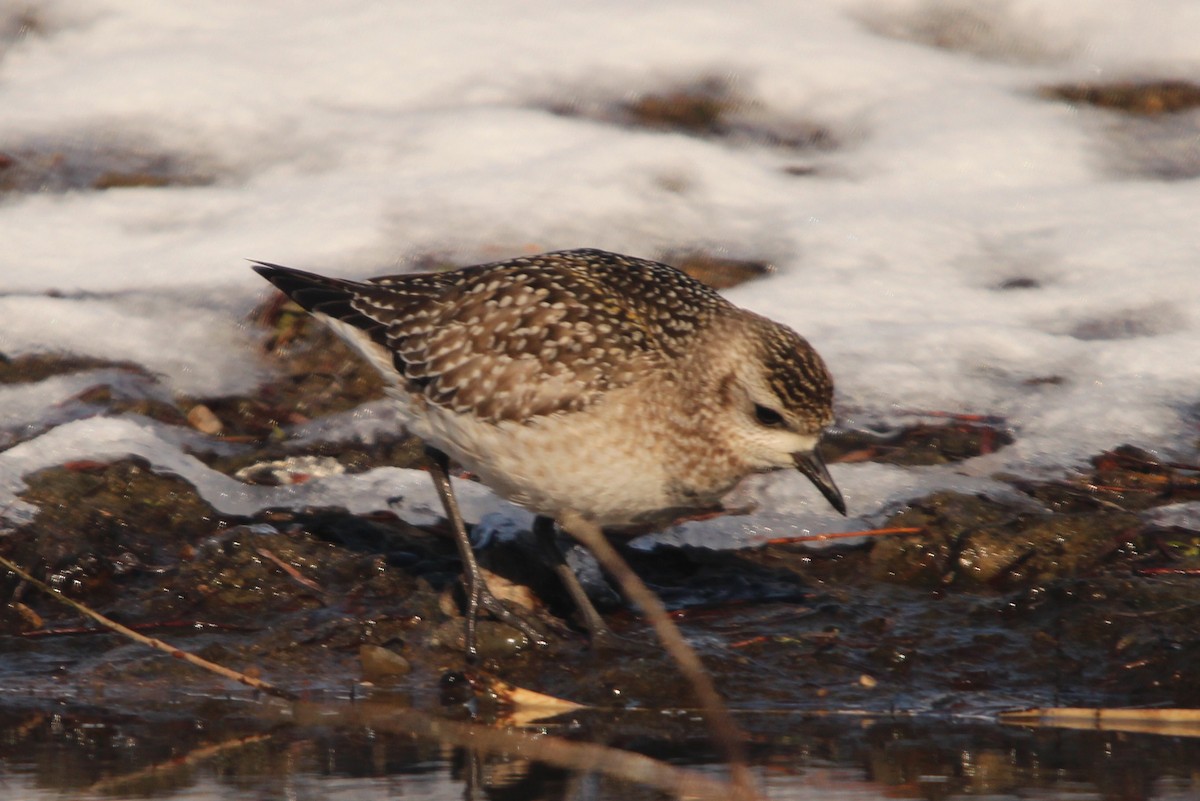 American Golden-Plover - ML646564903