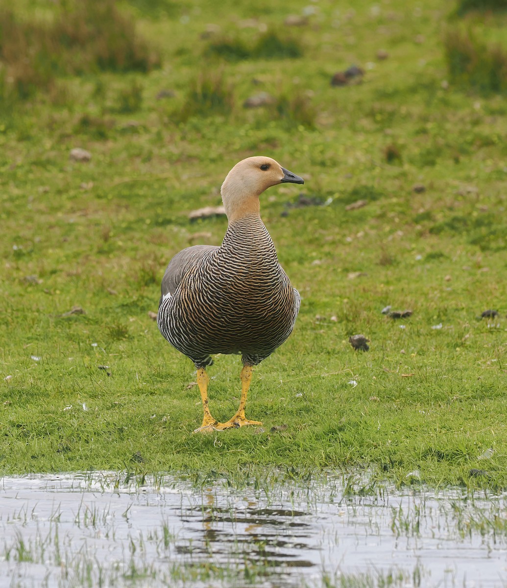 Magellangans - ML646564904