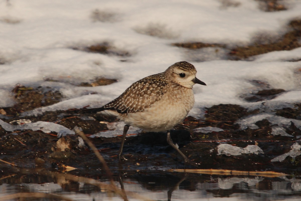 American Golden-Plover - ML646564905
