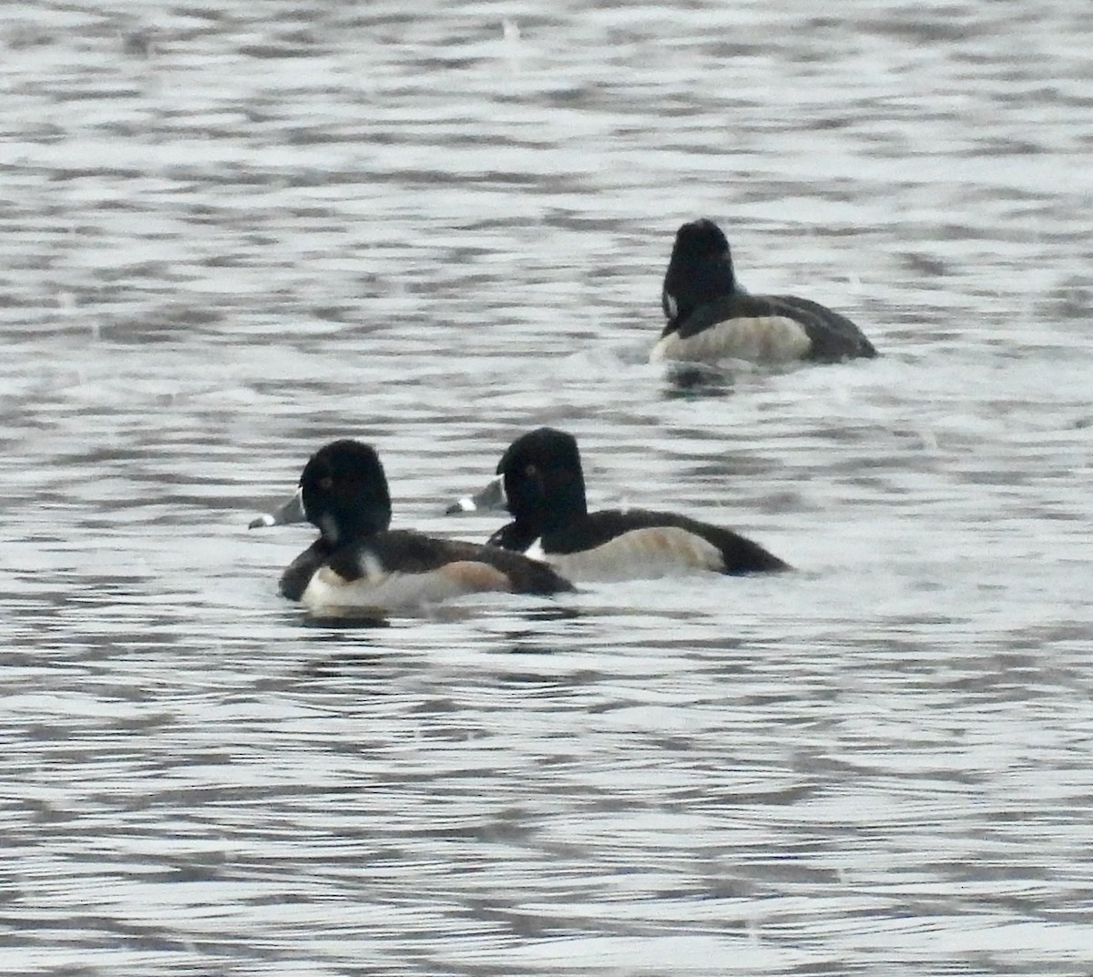 Ring-necked Duck - ML646564908