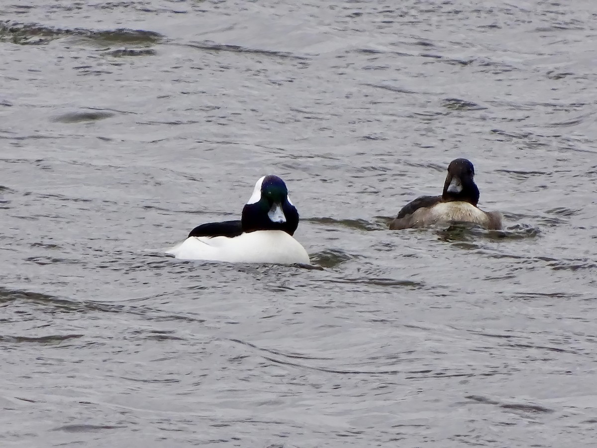 Bufflehead - ML646564910