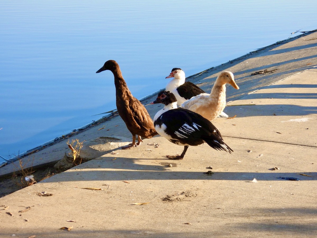 Anatra muta (domestica) - ML646564912