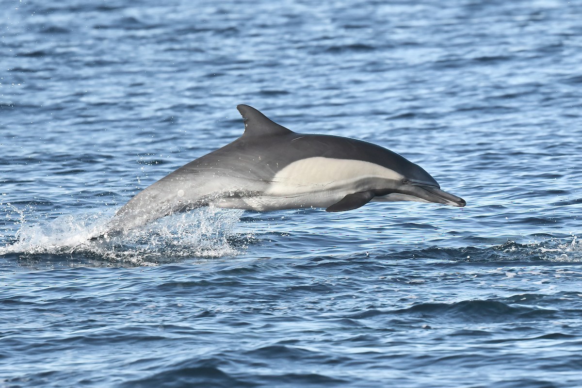 Common Dolphin - ML646564915