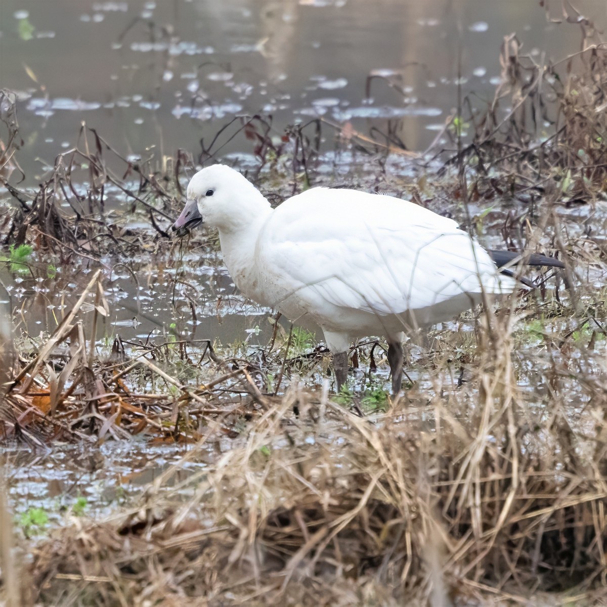 Ross's Goose - ML646564916