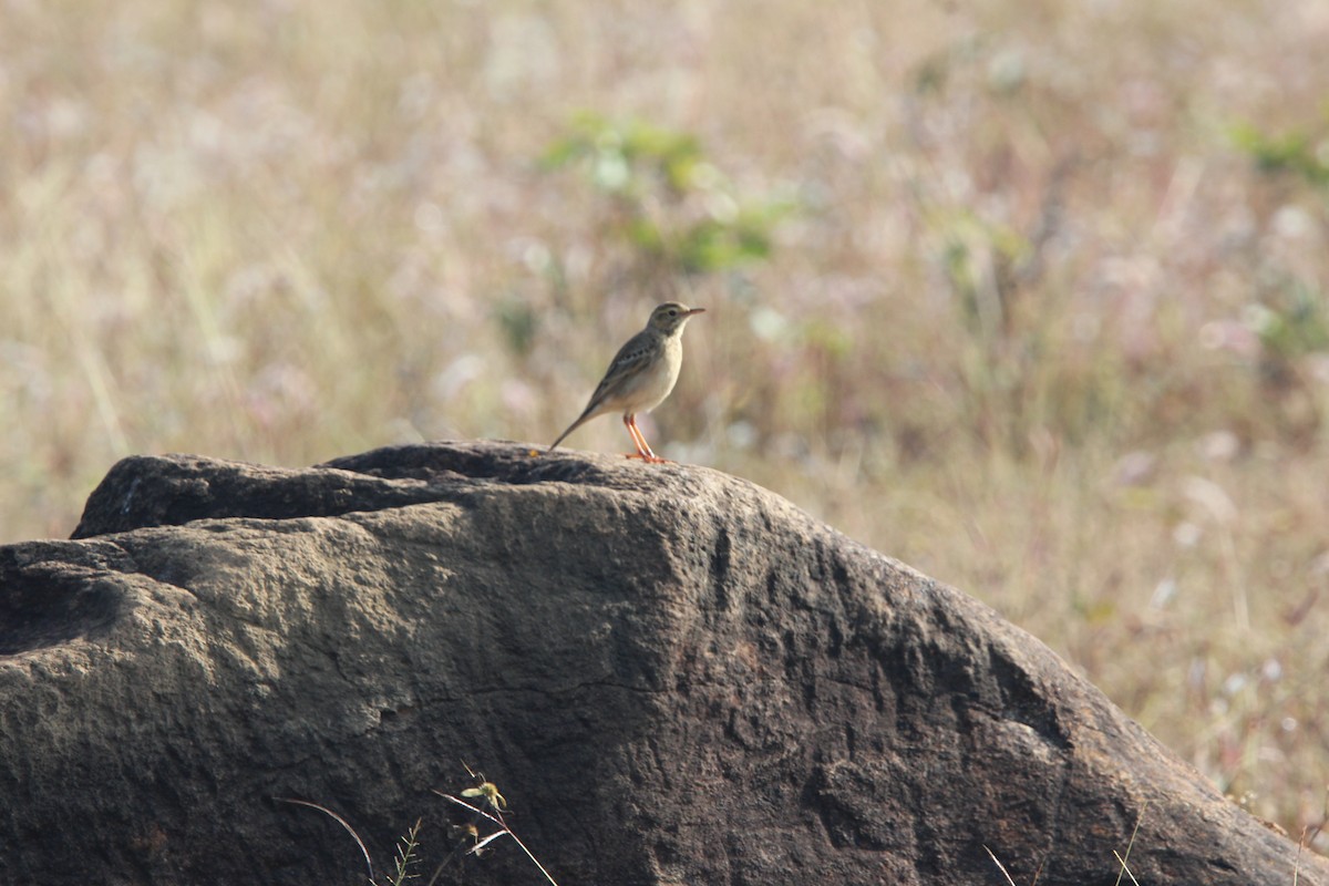 Paddyfield Pipit - ML646564917