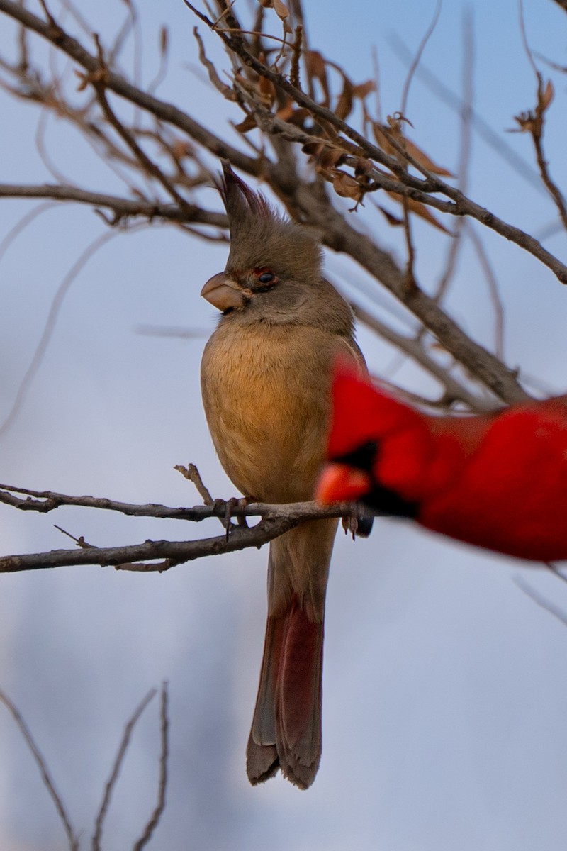 Pyrrhuloxia - ML646564918