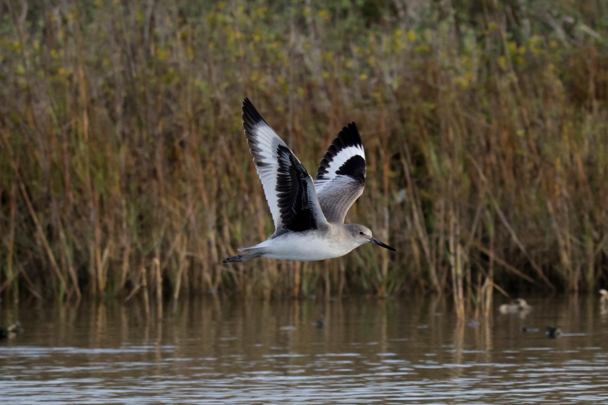 Willet - ML646564920