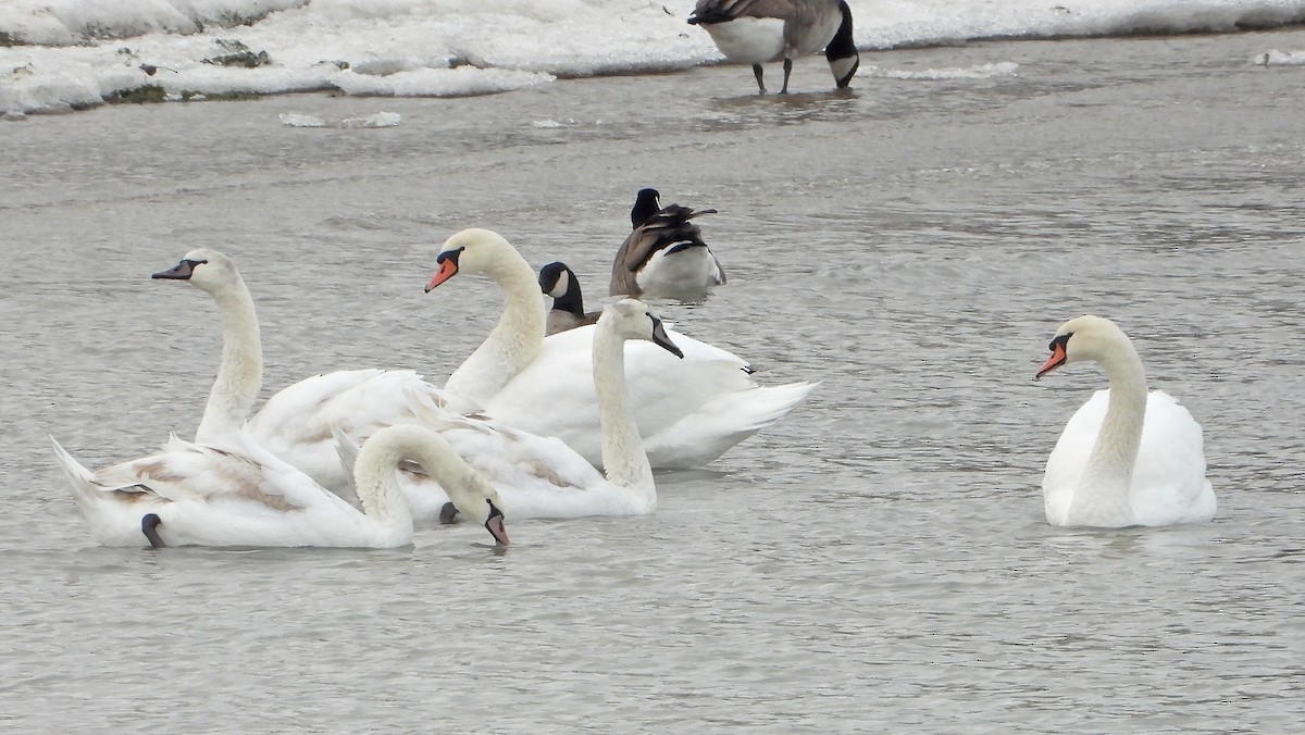Mute Swan - ML646564921