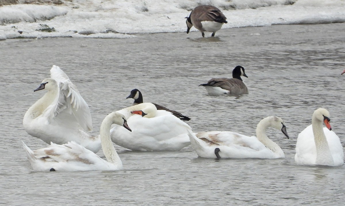 Mute Swan - ML646564922