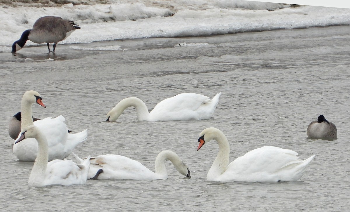 Mute Swan - ML646564923