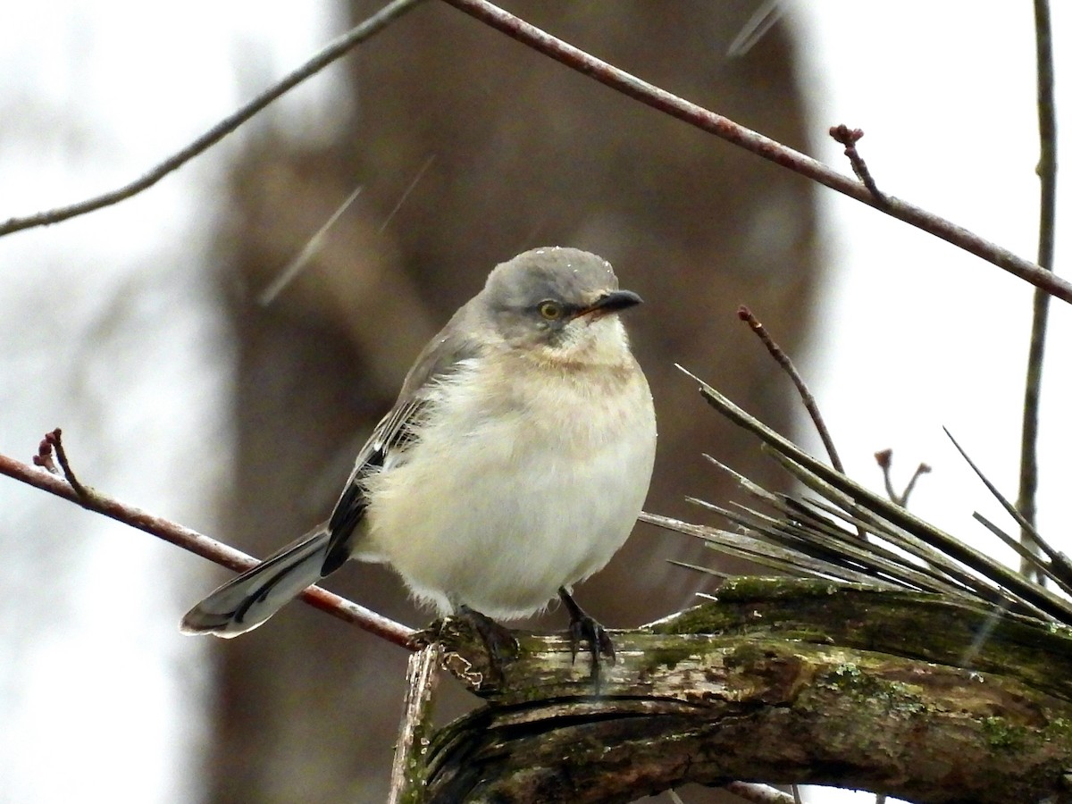 Northern Mockingbird - ML646564924