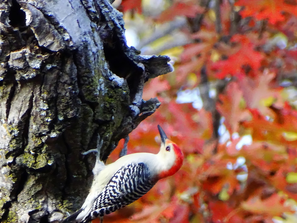 Гіла каролінська - ML646564925