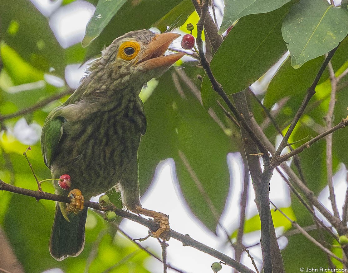Lineated Barbet - ML646564928