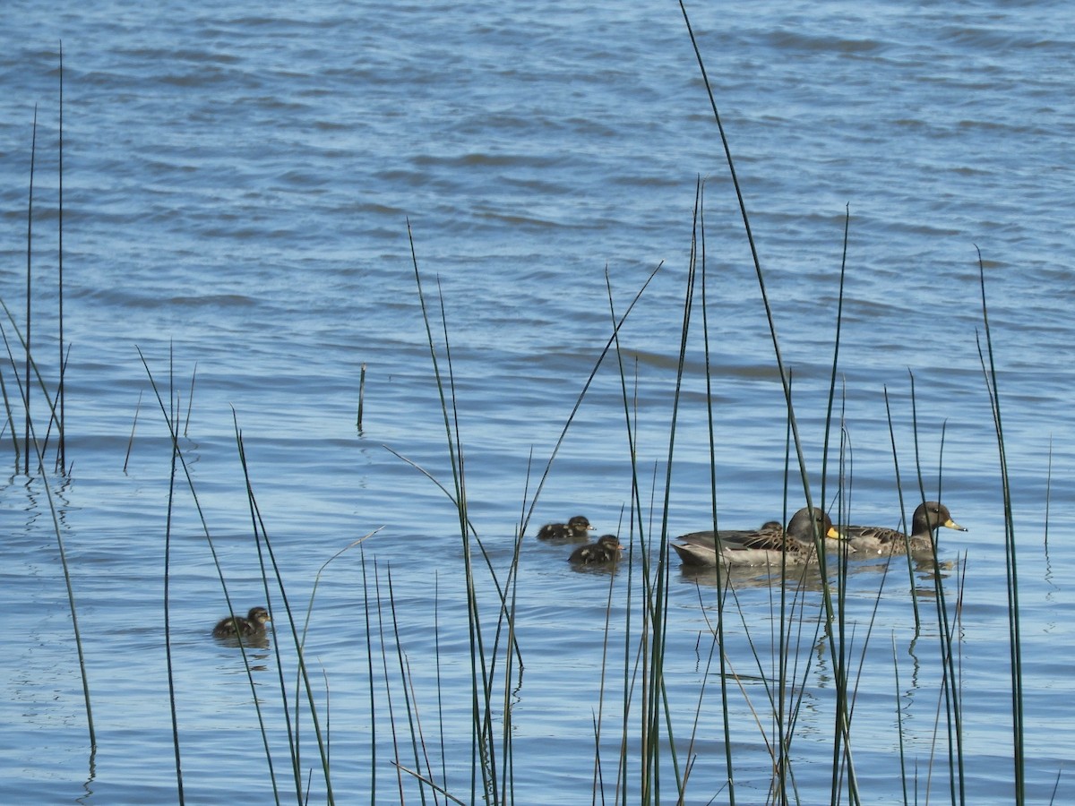Yellow-billed Teal - ML646564929