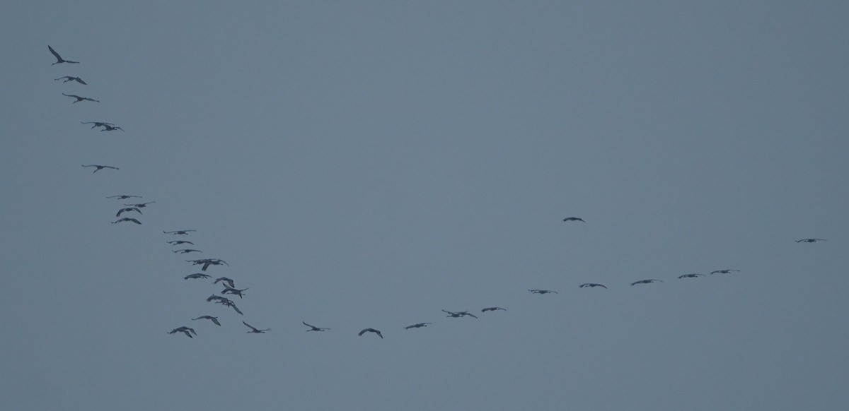 カナダヅル - ML646564931