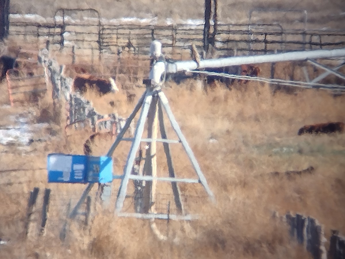 Rough-legged Hawk - ML646564933