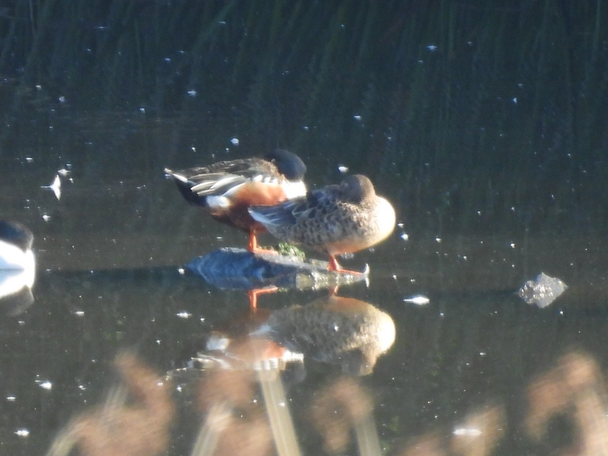 Mestolone - ML646564936