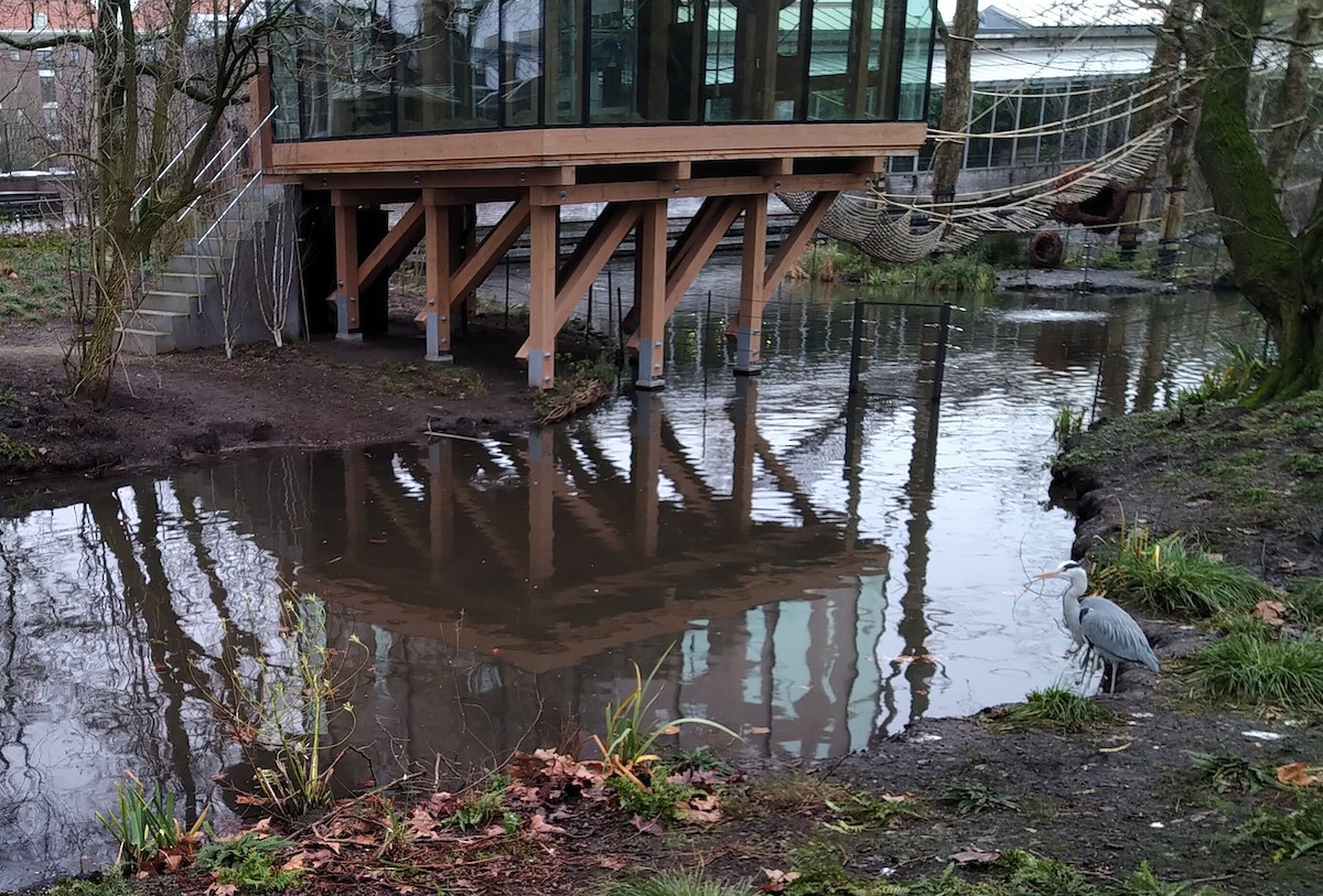 アオサギ - ML646564937