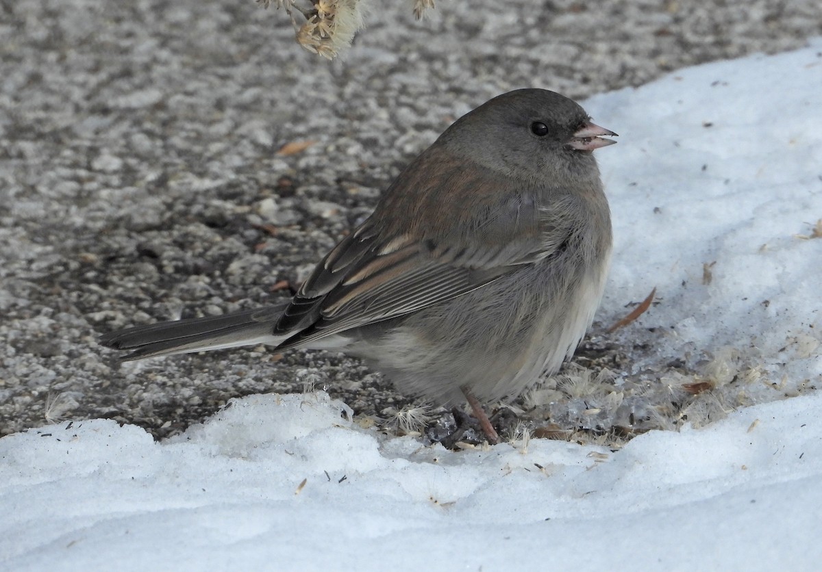Dark-eyed Junco - ML646564938