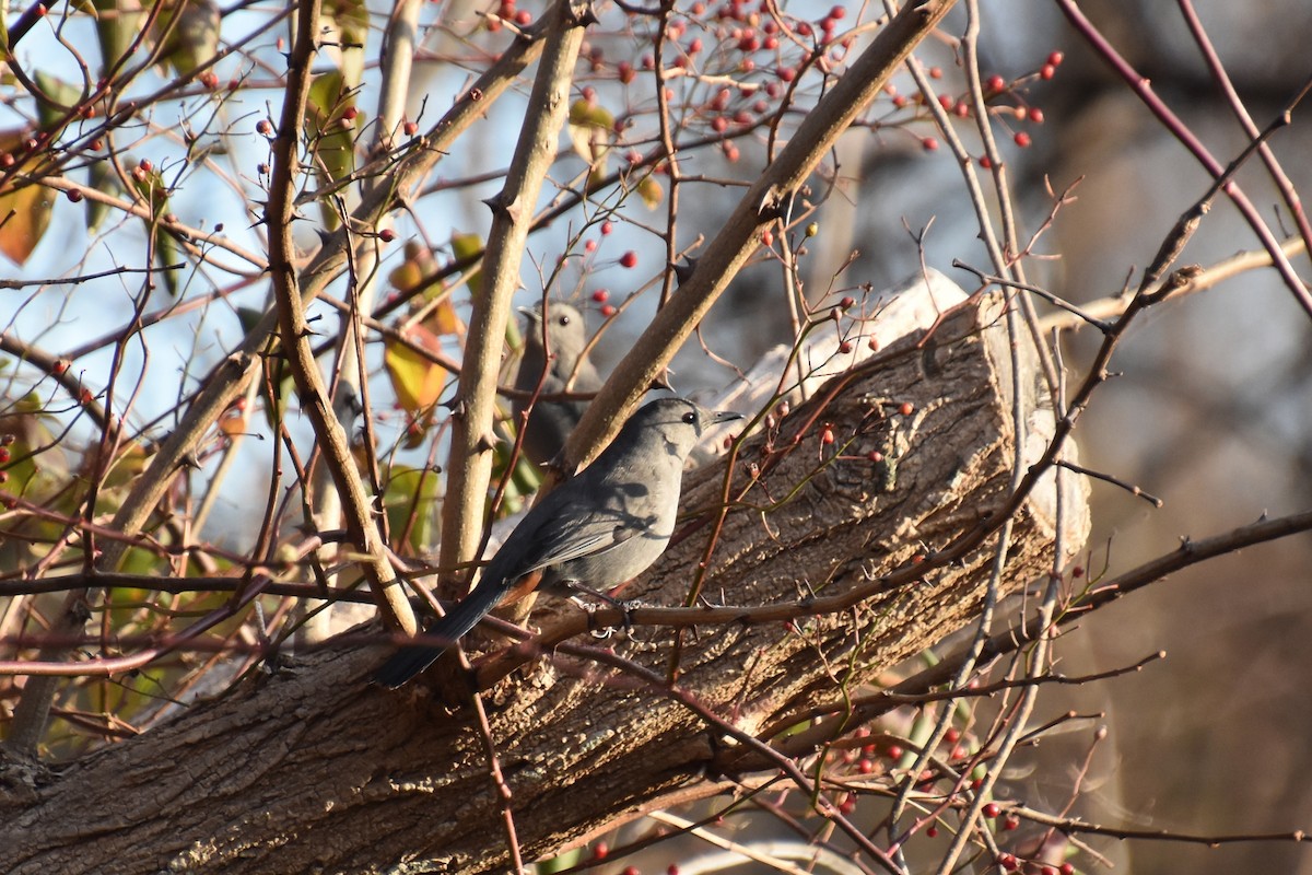 Пересмішник сірий - ML646564940