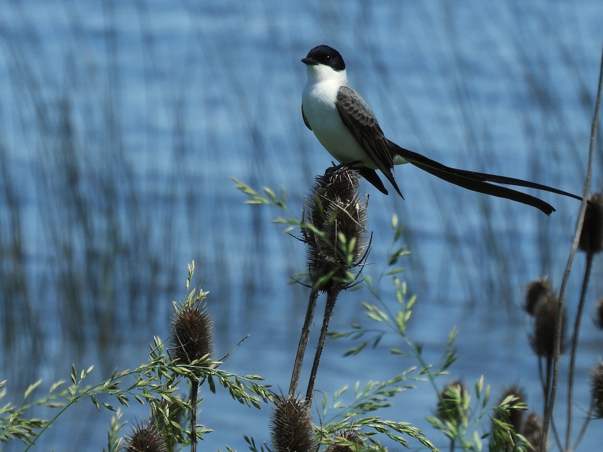 Fork-tailed Flycatcher - ML646564943