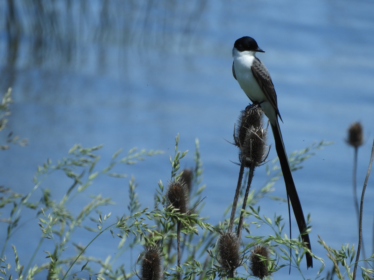 Fork-tailed Flycatcher - ML646564944