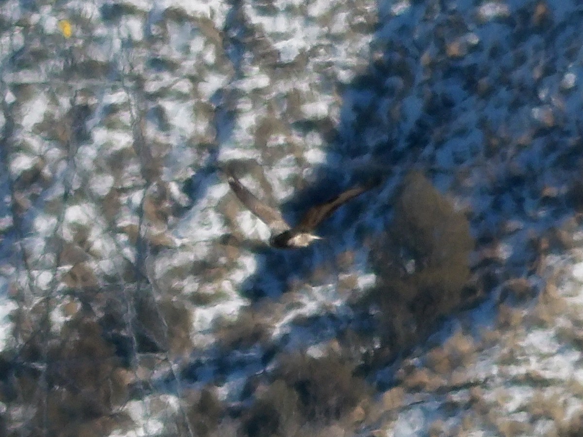 Rough-legged Hawk - ML646564945