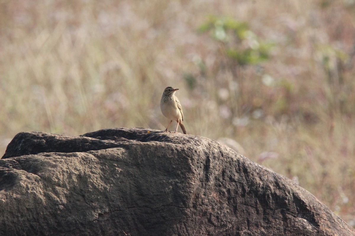 Paddyfield Pipit - ML646564946