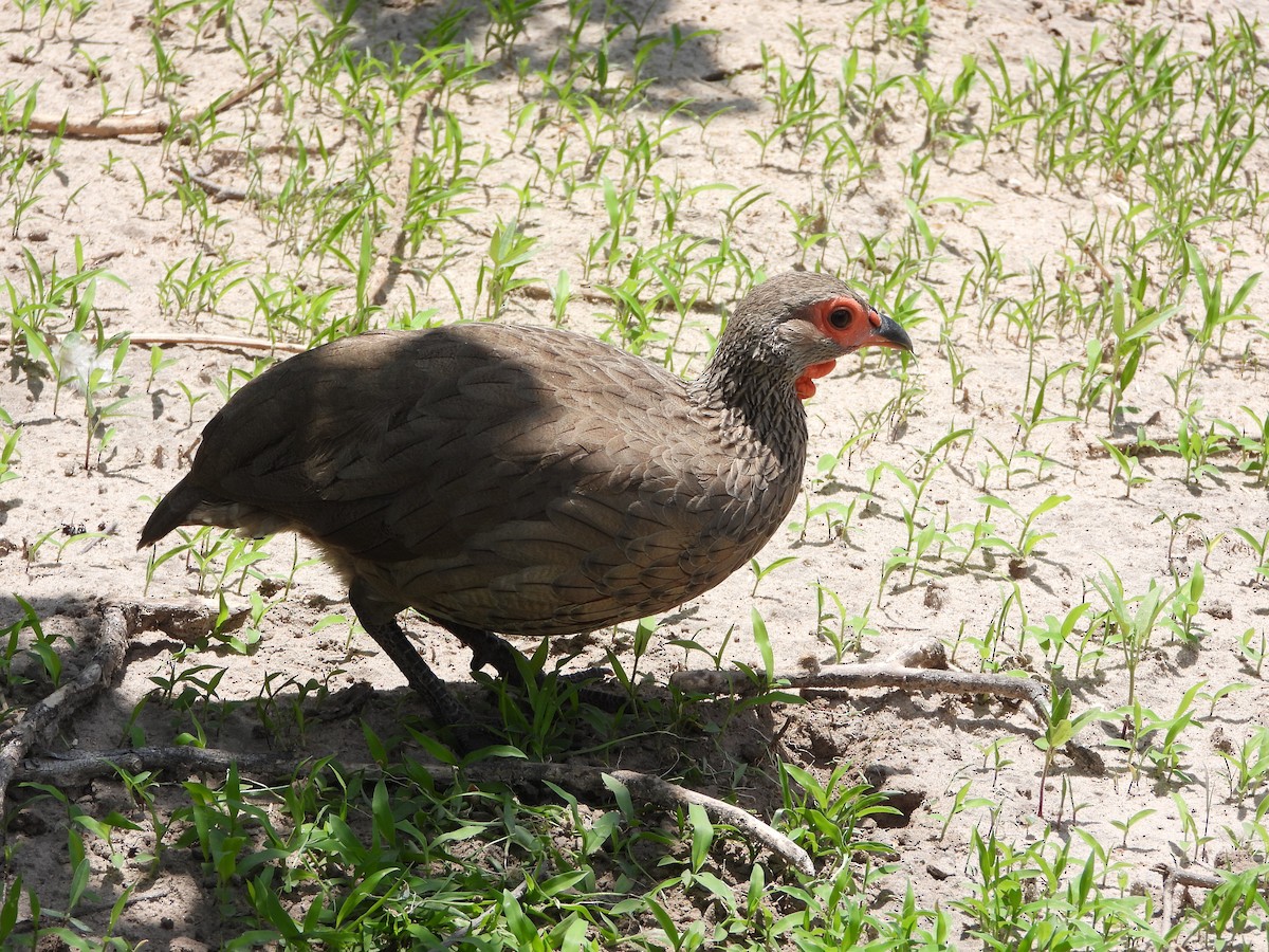 Свенсонов франколин - ML646564952