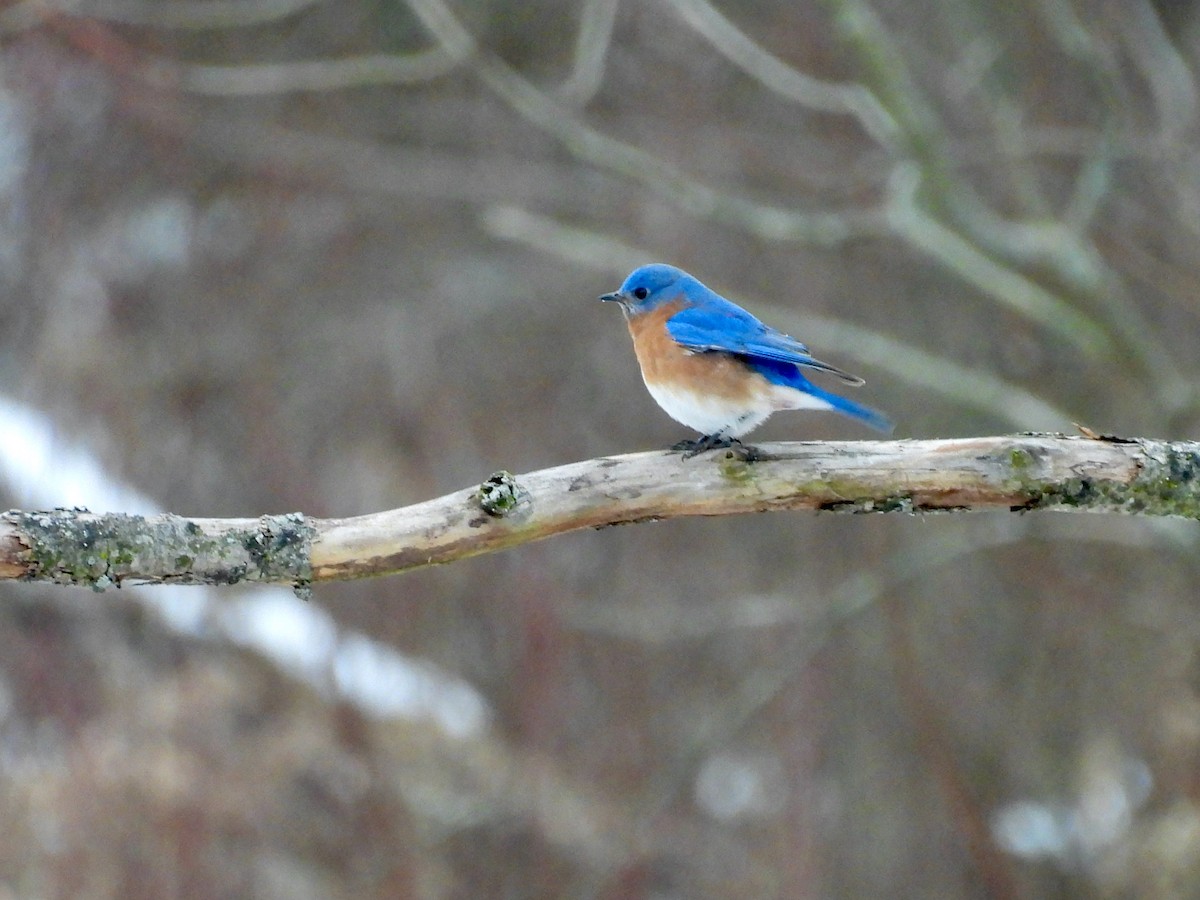Eastern Bluebird - ML646564953