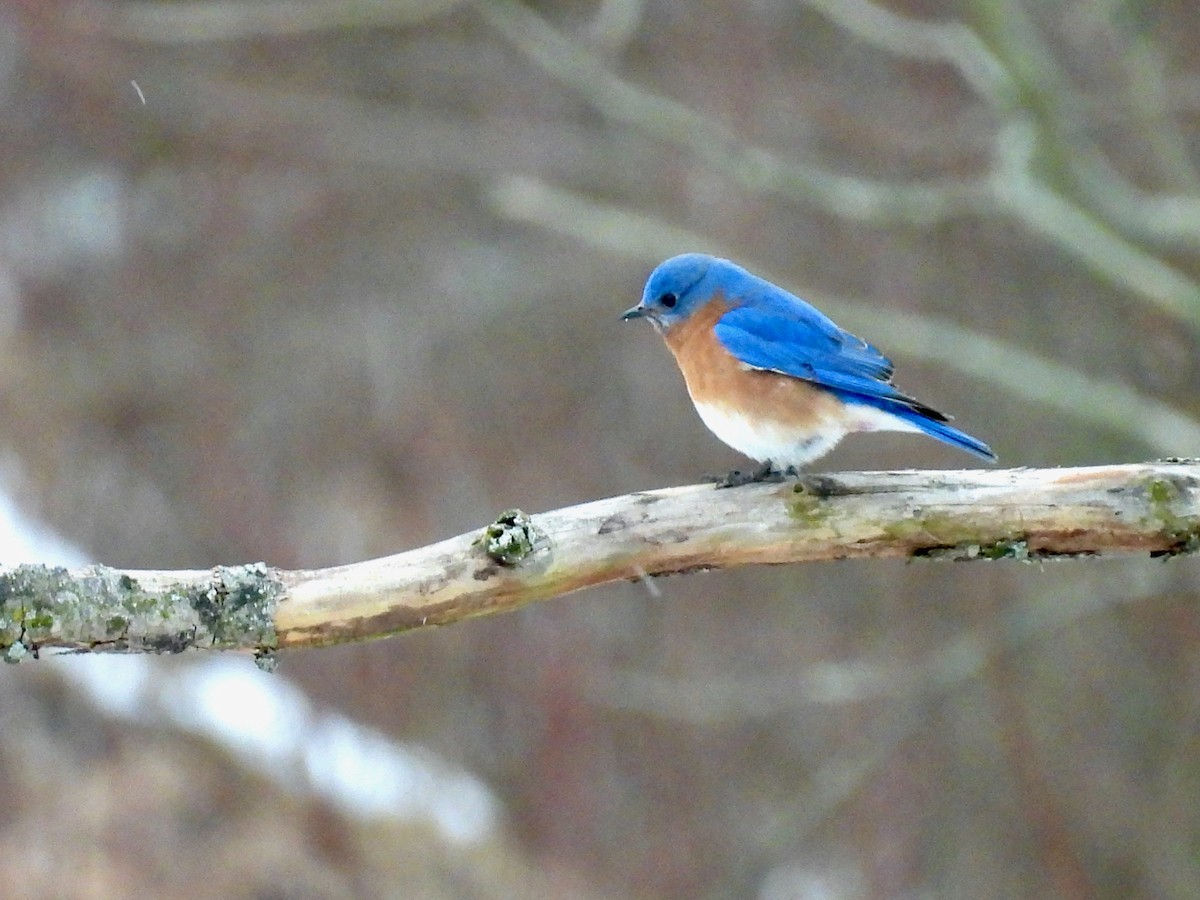 Eastern Bluebird - ML646564954