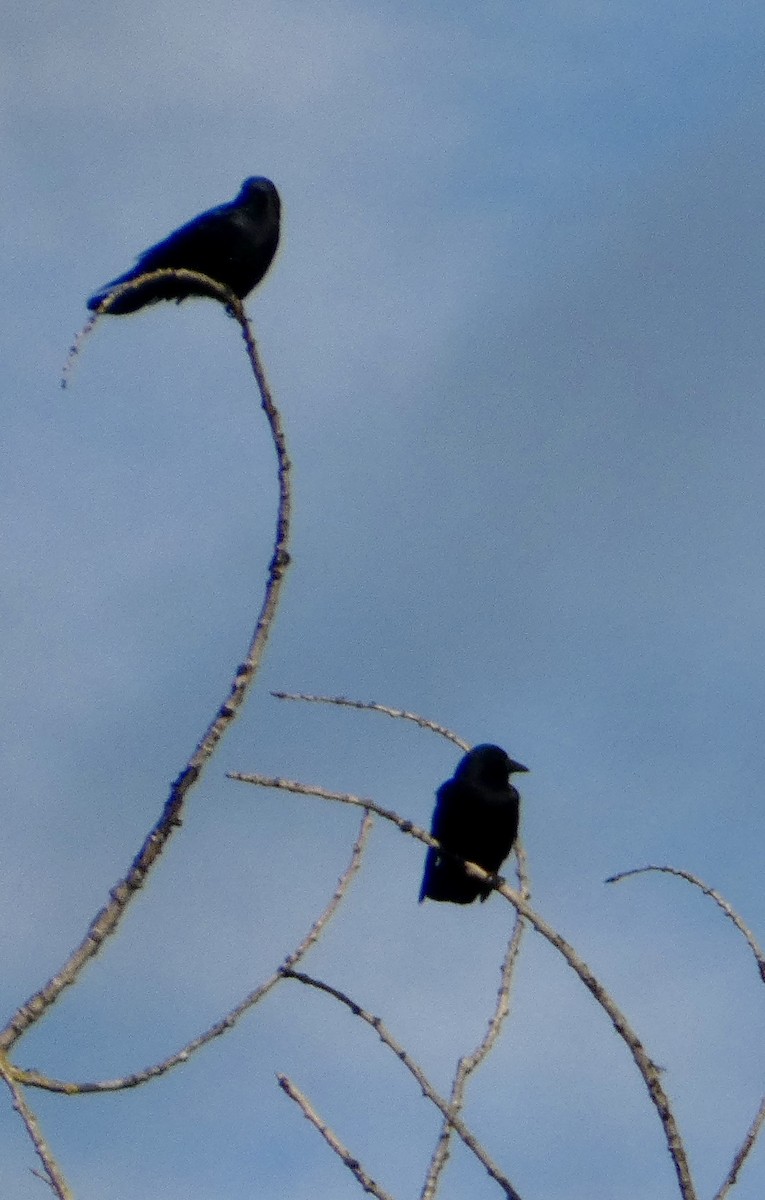 Ворона американська - ML646564958