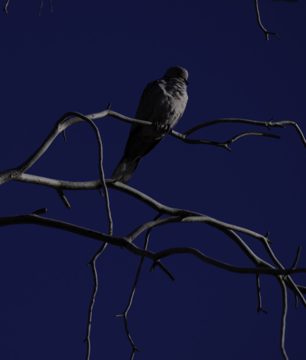 Eurasian Collared-Dove - ML646564959