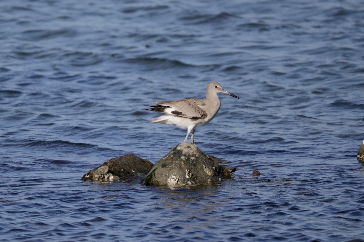 Willet - ML646564960